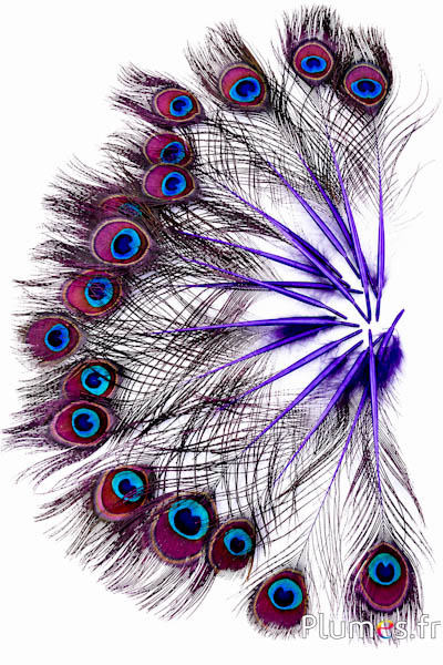 Pfau blau Miniatur - 15-25 cm - lila